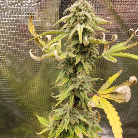 Geloctane  growlog photo: I just got a lock in on the flowering stage of cannabis seedling stage and vegetative stage is not hard