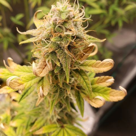 Geloctane  growlog photo: I just got a lock in on the flowering stage of cannabis seedling stage and vegetative stage is not hard