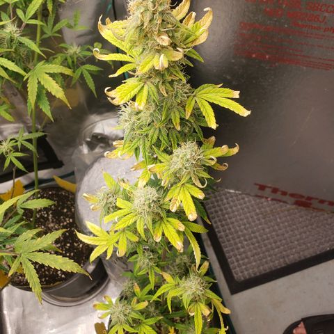 Geloctane  growlog photo: I just got a lock in on the flowering stage of cannabis seedling stage and vegetative stage is not hard