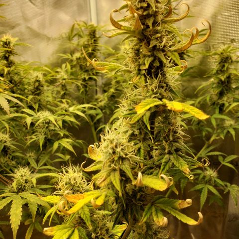 Geloctane  growlog photo: I just got a lock in on the flowering stage of cannabis seedling stage and vegetative stage is not hard