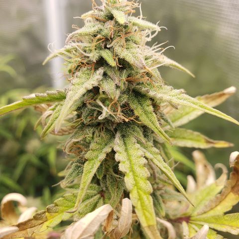 Geloctane  growlog photo: I just got a lock in on the flowering stage of cannabis seedling stage and vegetative stage is not hard