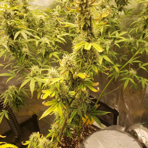 Geloctane  growlog photo: I just got a lock in on the flowering stage of cannabis seedling stage and vegetative stage is not hard