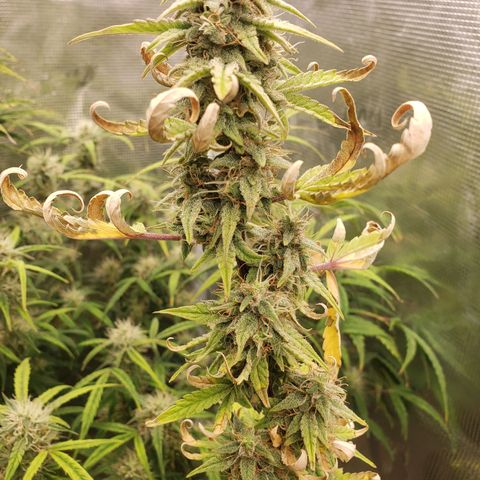 Geloctane  growlog photo: I just got a lock in on the flowering stage of cannabis seedling stage and vegetative stage is not hard