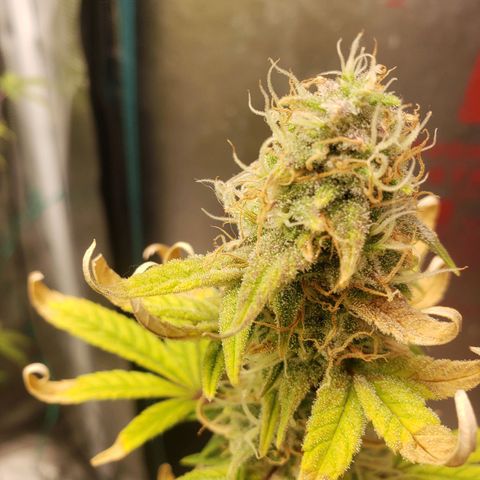 Geloctane  growlog photo: I just got a lock in on the flowering stage of cannabis seedling stage and vegetative stage is not hard