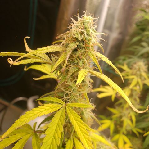 Geloctane  growlog photo: Almost harvest time 