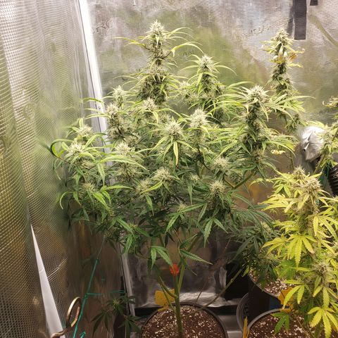 Geloctane  growlog photo: Almost harvest time 