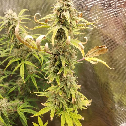 Geloctane  growlog photo: Almost harvest time 