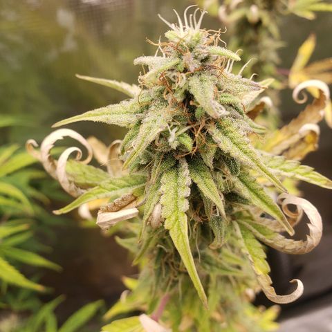 Geloctane  growlog photo: Almost harvest time 