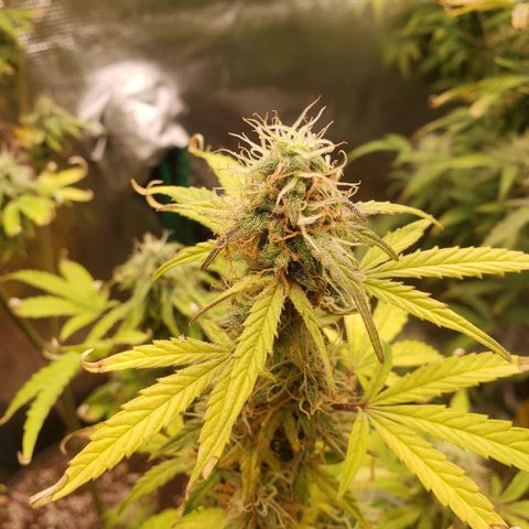 Geloctane  growlog photo: Almost harvest time 