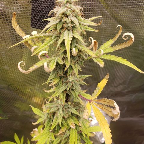 Geloctane  growlog photo: Almost harvest time 