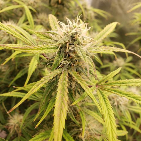 Geloctane  growlog photo: Almost harvest time 