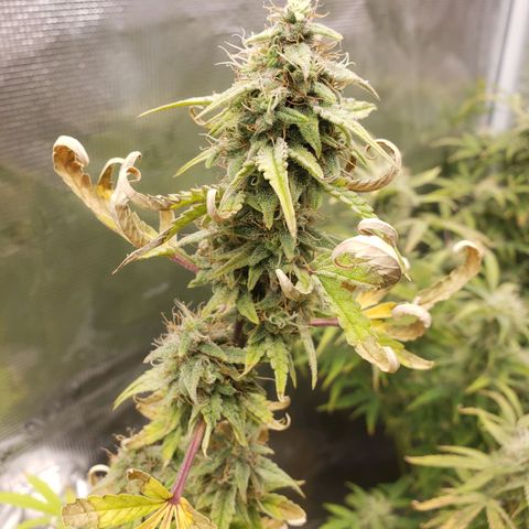 Geloctane  growlog photo: Almost harvest time 