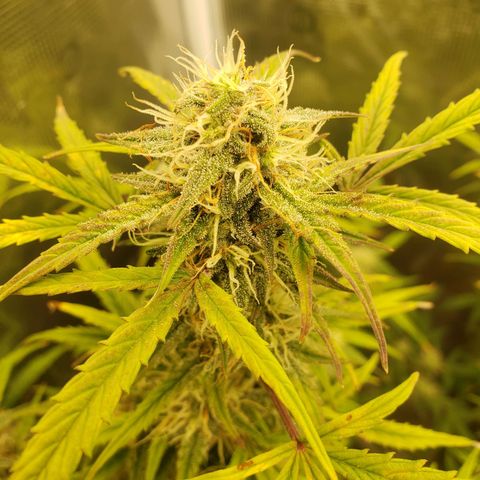 Geloctane  growlog photo: Almost harvest time 