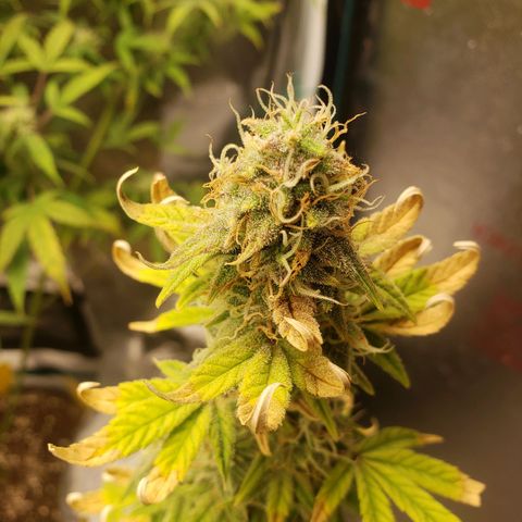Geloctane  growlog photo: Almost harvest time 