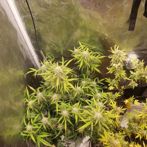 Geloctane  growlog photo: Harvest soon 