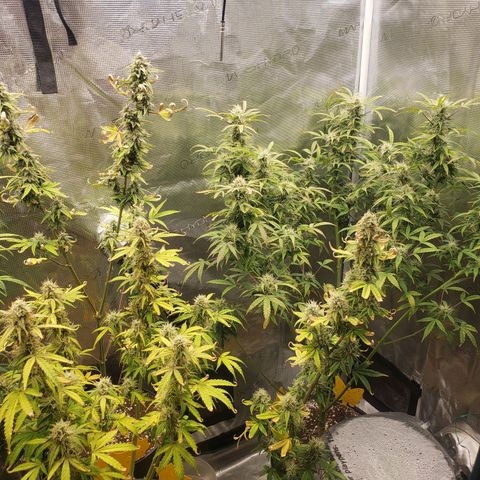 Geloctane  growlog photo: Harvest soon 