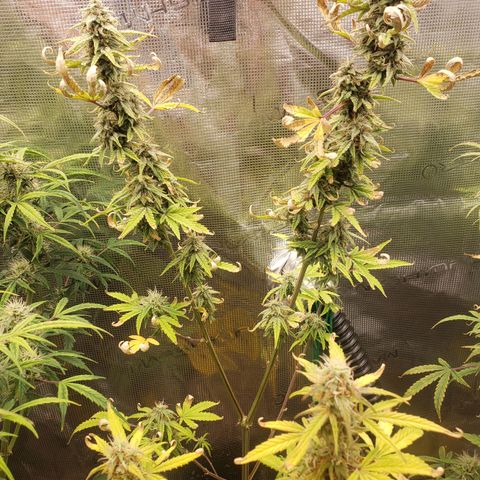 Geloctane  growlog photo: Harvest soon 