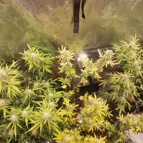 Geloctane  growlog photo: Harvest soon 