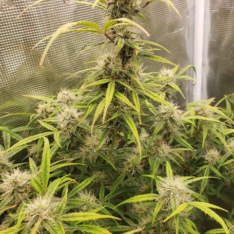 Geloctane  growlog photo: Harvest soon 