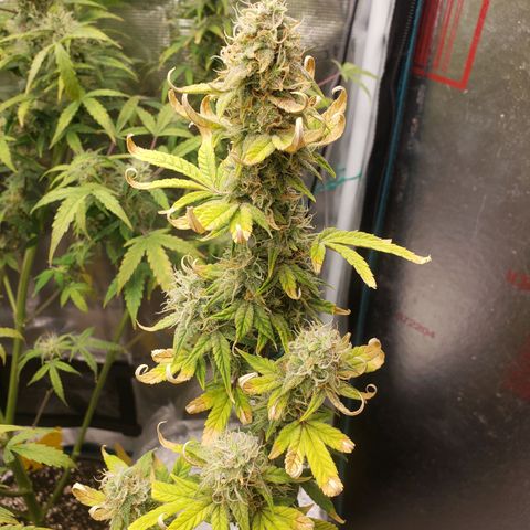 Geloctane  growlog photo: Harvest soon 