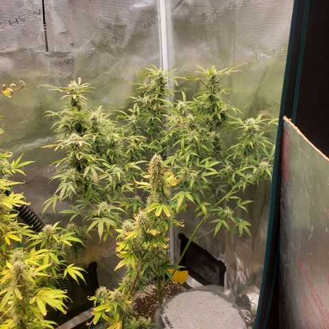 Geloctane  growlog photo: Harvest soon 