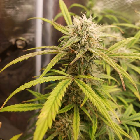 Geloctane  growlog photo: Harvest soon 