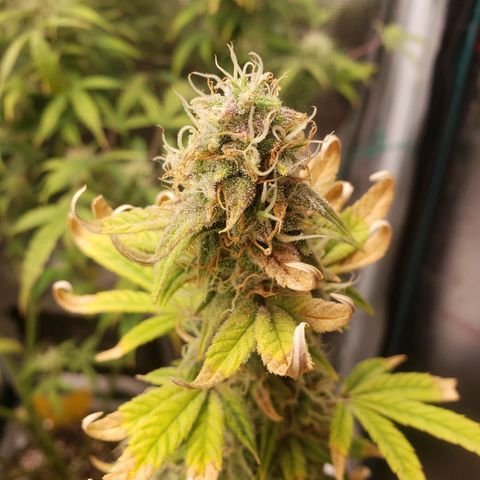 Geloctane  growlog photo: Harvest soon 
