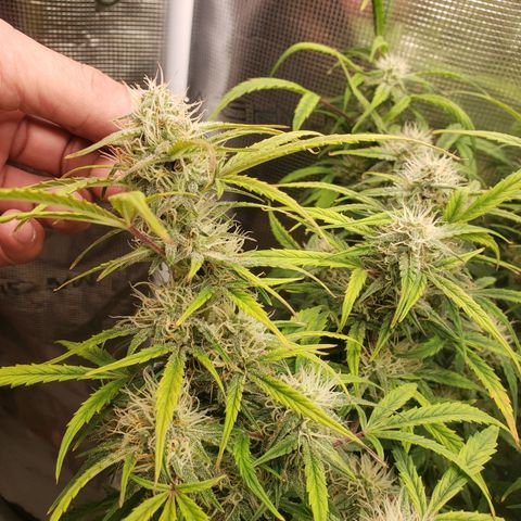 Geloctane  growlog photo: Harvest soon 