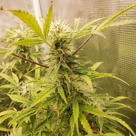 Geloctane  growlog photo: Can't wait to test the product 