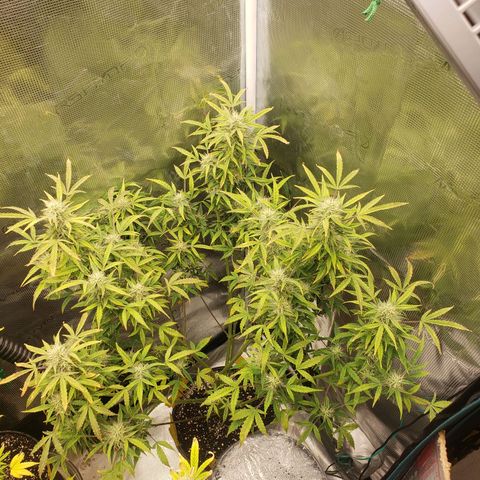 Geloctane  growlog photo: Can't wait to test the product 