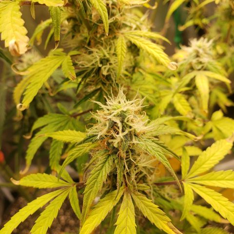 Geloctane  growlog photo: Can't wait to test the product 