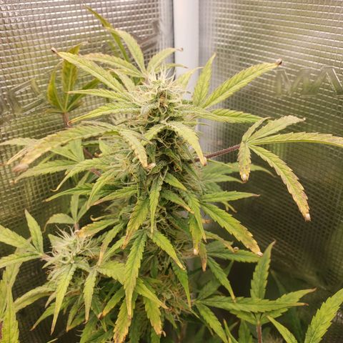 Geloctane  growlog photo: Can't wait to test the product 