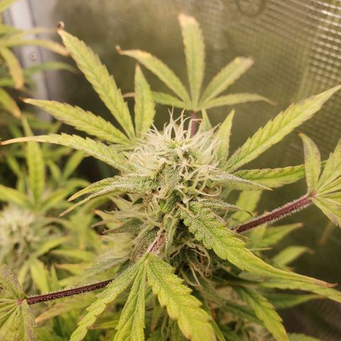 Geloctane  growlog photo: Can't wait to test the product 
