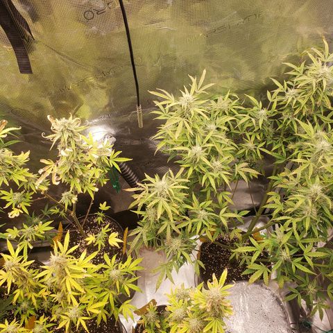 Geloctane  growlog photo: Can't wait to test the product 