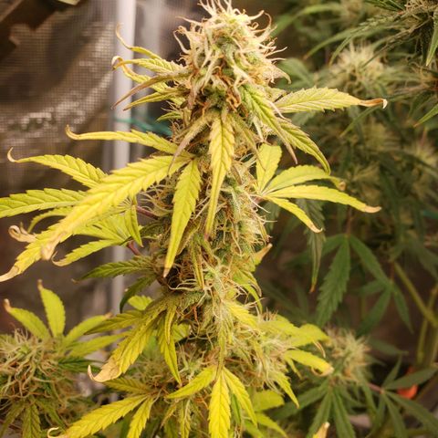 Geloctane  growlog photo: Can't wait to test the product 