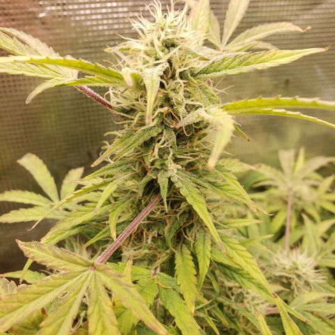 Geloctane  growlog photo: Can't wait to test the product 