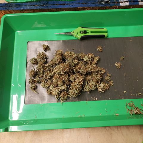 Geloctane  growlog photo: Trimmed and Jared 21 g  And it's pretty larfy  It can only get better 11:30am