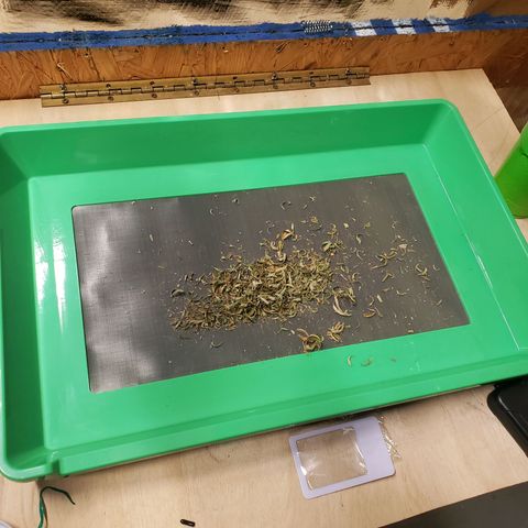 Geloctane  growlog photo: Trimmed and Jared 21 g  And it's pretty larfy  It can only get better 11:30am