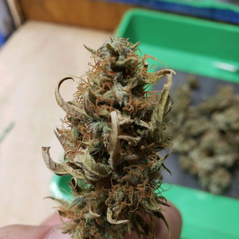 Geloctane  growlog photo: Trimmed and Jared 21 g  And it's pretty larfy  It can only get better 11:30am