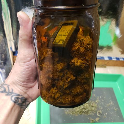Geloctane  growlog photo: Trimmed and Jared 21 g  And it's pretty larfy  It can only get better 11:30am