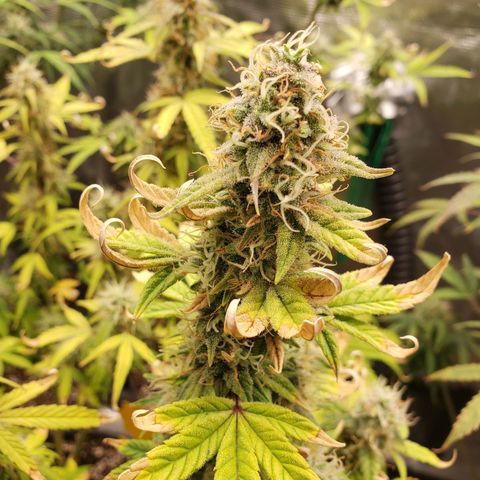 Geloctane  growlog photo: The 2 Khalifa Kush in the organic soil are gonna have some fat nuggets 