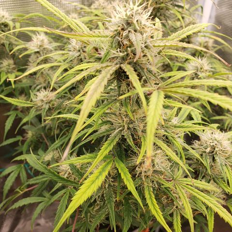 Geloctane  growlog photo: The 2 Khalifa Kush in the organic soil are gonna have some fat nuggets 