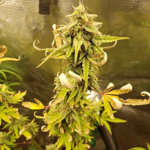 Geloctane  growlog photo: The 2 Khalifa Kush in the organic soil are gonna have some fat nuggets 
