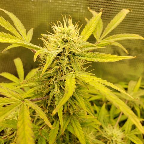Geloctane  growlog photo: The 2 Khalifa Kush in the organic soil are gonna have some fat nuggets 