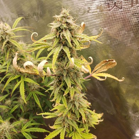 Geloctane  growlog photo: The 2 Khalifa Kush in the organic soil are gonna have some fat nuggets 