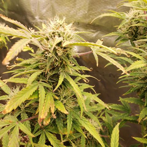 Geloctane  growlog photo: The 2 Khalifa Kush in the organic soil are gonna have some fat nuggets 