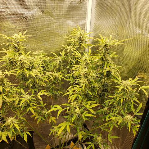 Geloctane  growlog photo: The 2 Khalifa Kush in the organic soil are gonna have some fat nuggets 