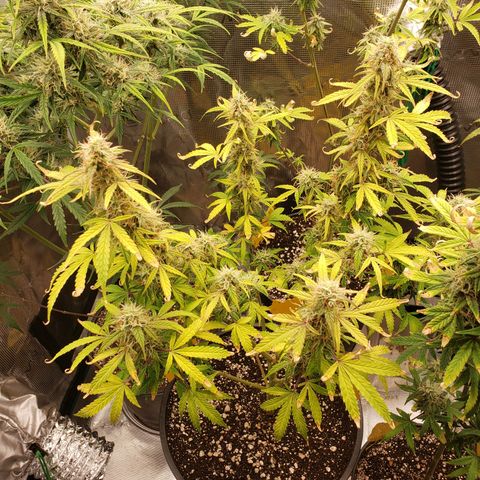 Geloctane  growlog photo: The 2 Khalifa Kush in the organic soil are gonna have some fat nuggets 