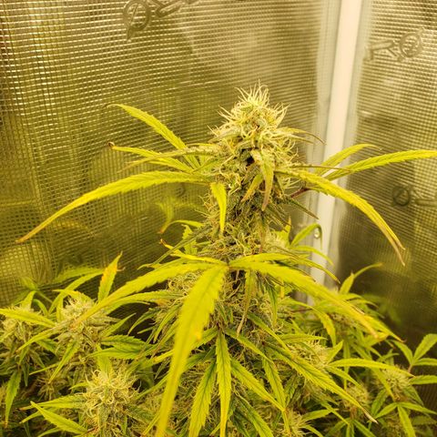 Geloctane  growlog photo: The 2 Khalifa Kush in the organic soil are gonna have some fat nuggets 