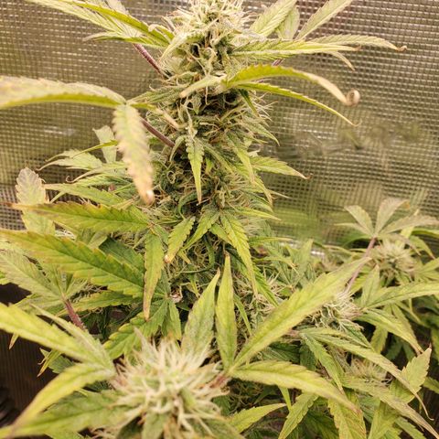 Geloctane  growlog photo: The 2 Khalifa Kush in the organic soil are gonna have some fat nuggets 
